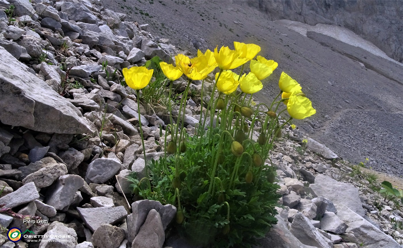 04 Papavero alpino (Papaver rhaetichum) tra i macereti del Mandrone.JPG -                                